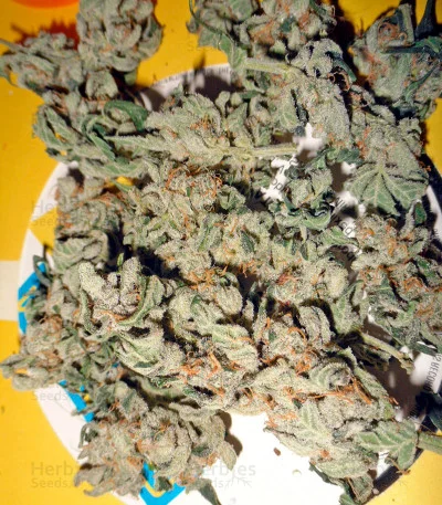 Damnesia van Strain Hunters