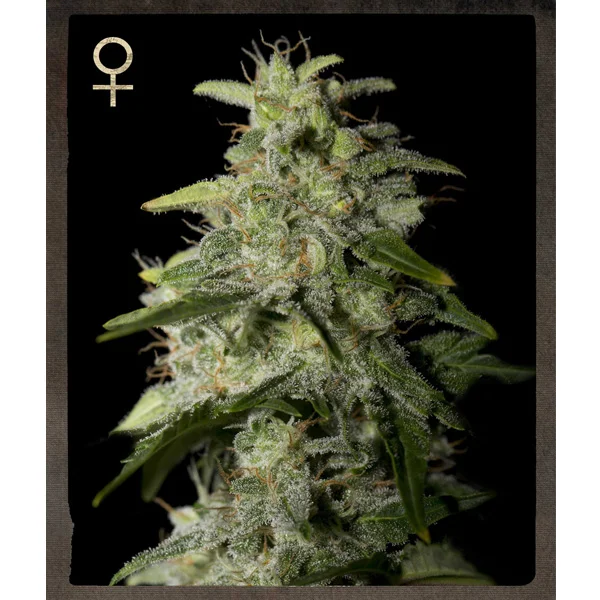Money Maker van Strain Hunters