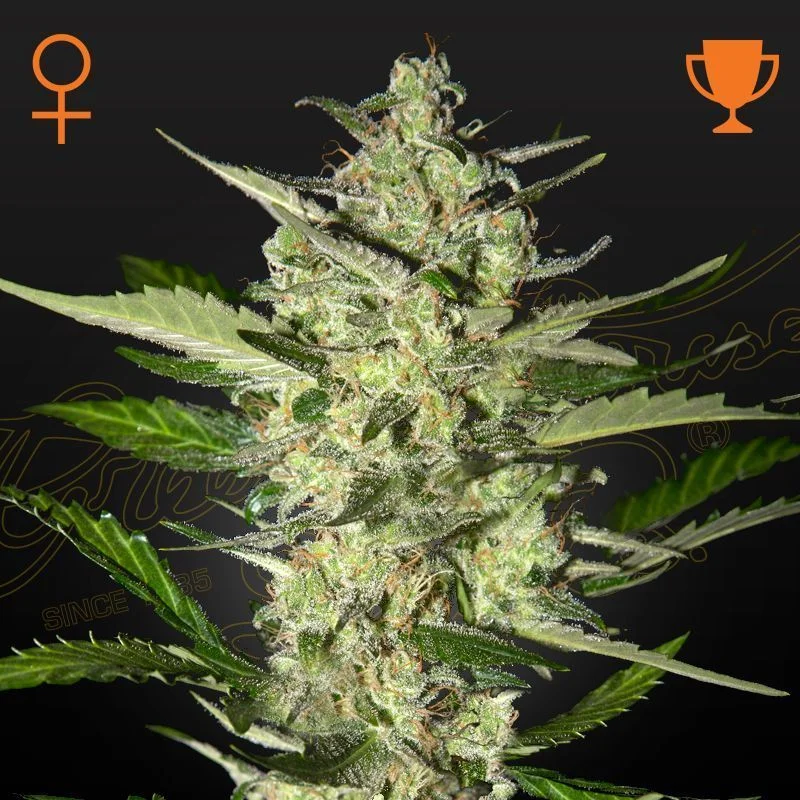 Flowerbomb Kush van Strain Hunters