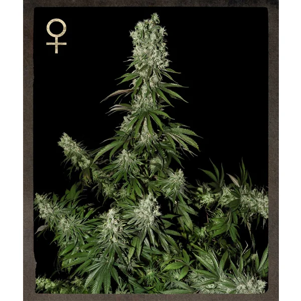 White Strawberry Skunk van Strain Hunters