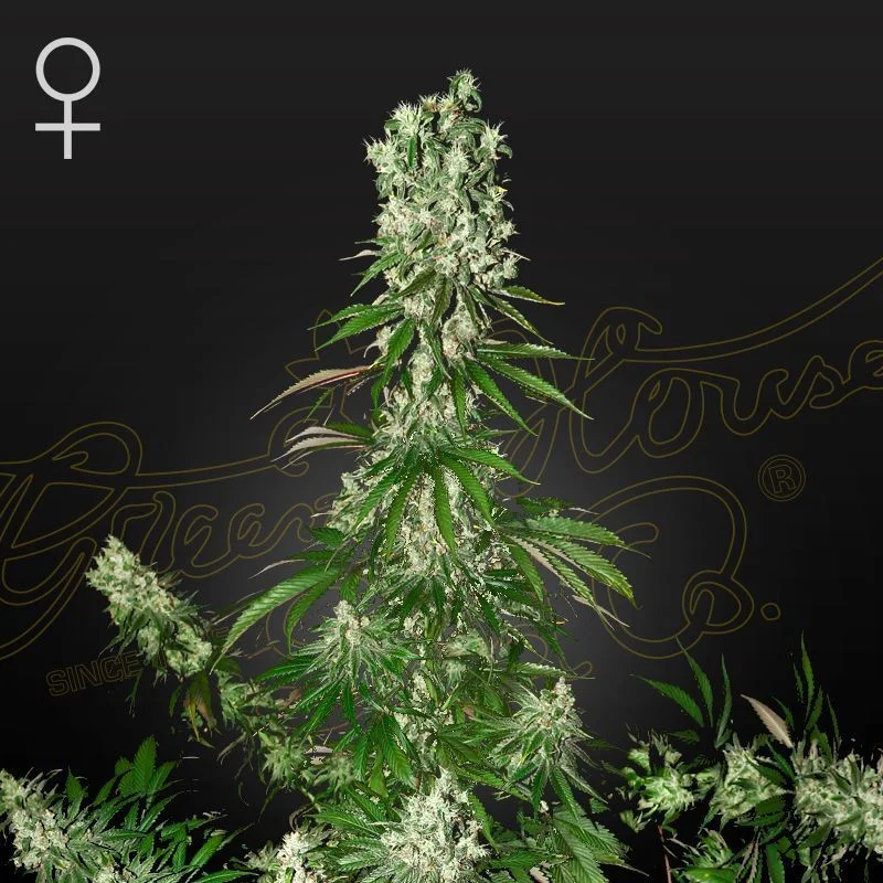 White Strawberry Skunk van Strain Hunters