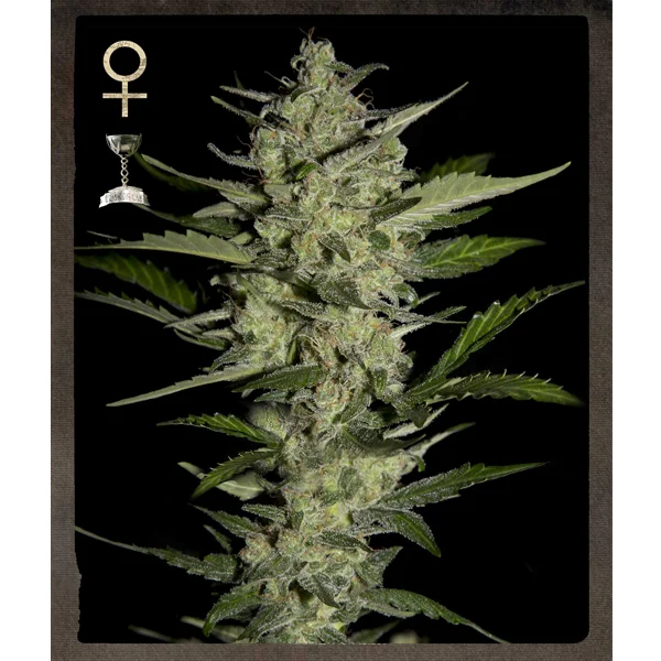 Flowerbomb Kush van Strain Hunters