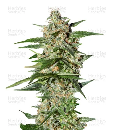 Damnesia van Strain Hunters