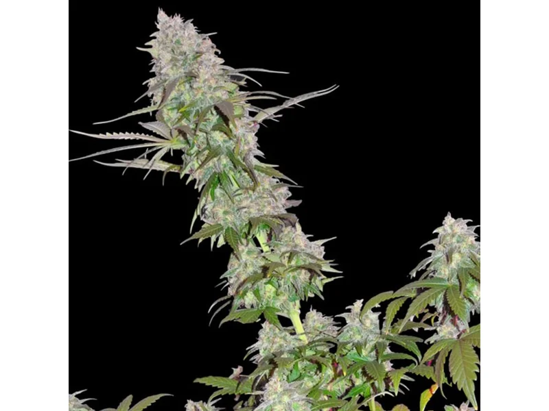 Green Mango van Sumo Seeds