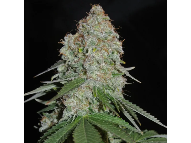 White Widow Original van Sumo Seeds