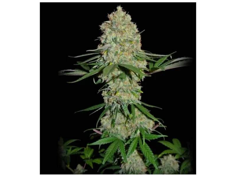 Silver Buddha Haze van Sumo Seeds