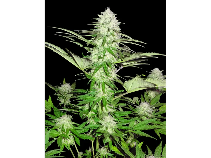 Sweet Harlem Diesel van Sumo Seeds