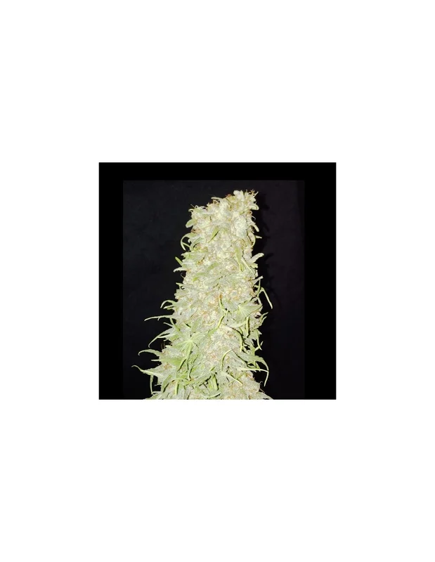 Frozen Tangie van Sumo Seeds