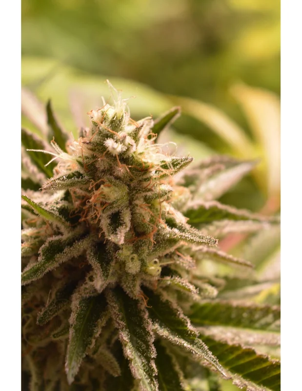 West Coast Bubbles van Sumo Seeds