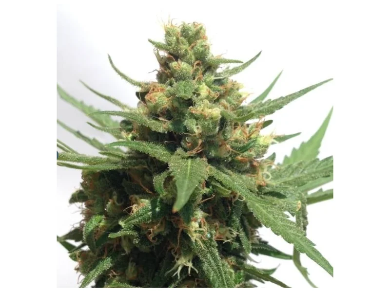 Sumo's OG Kush van Sumo Seeds