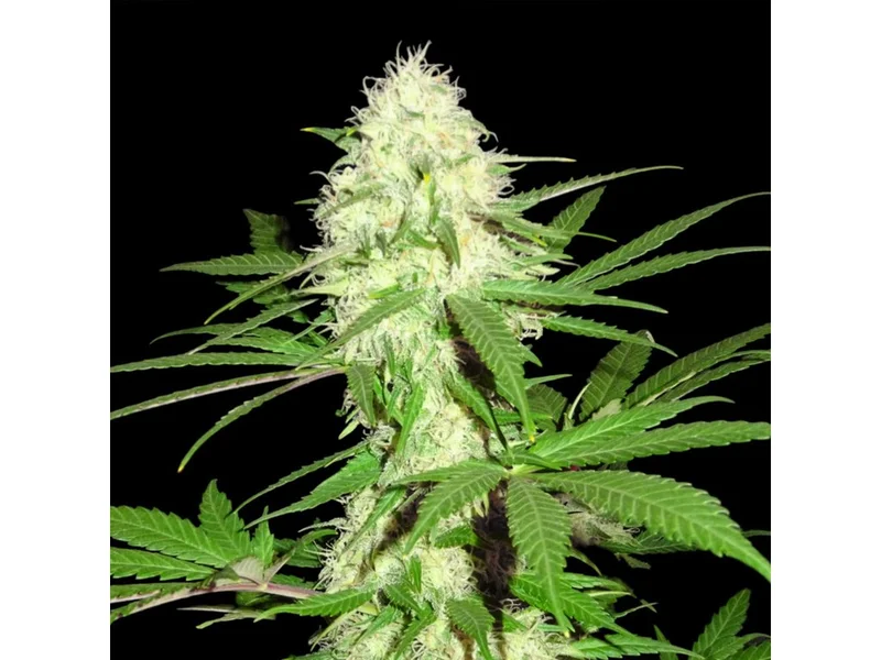 Sumo's Big Bud van Sumo Seeds