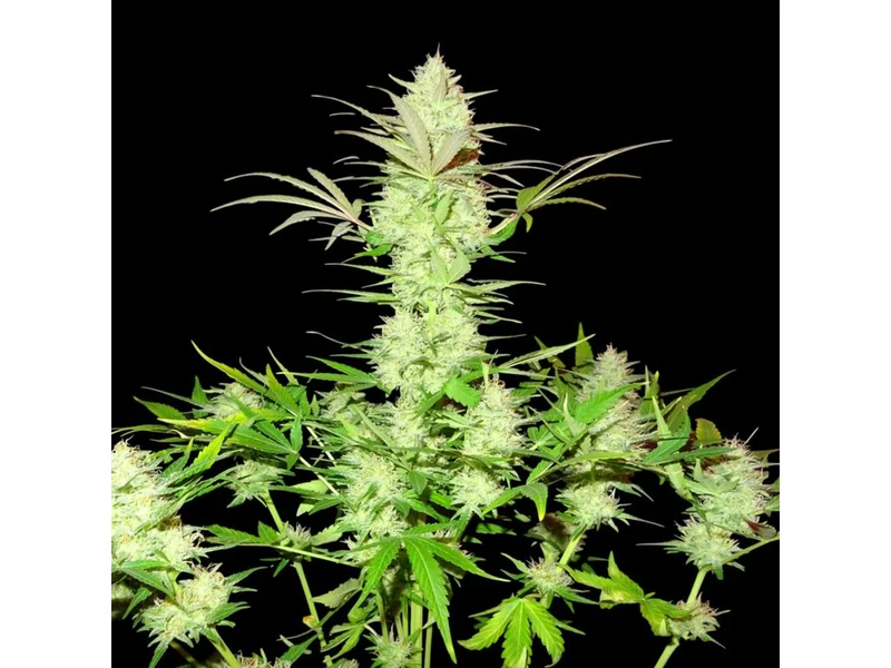 Ultimate AK van Sumo Seeds