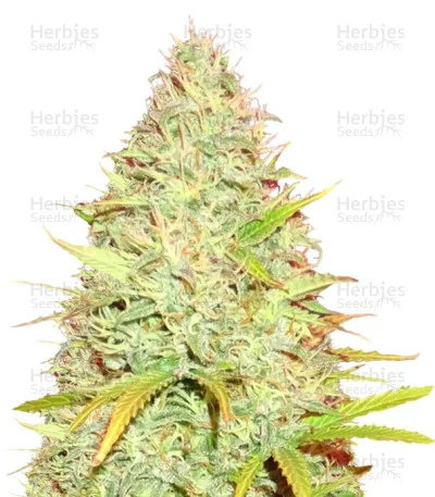 CBD Kong's Kush van Sumo Seeds