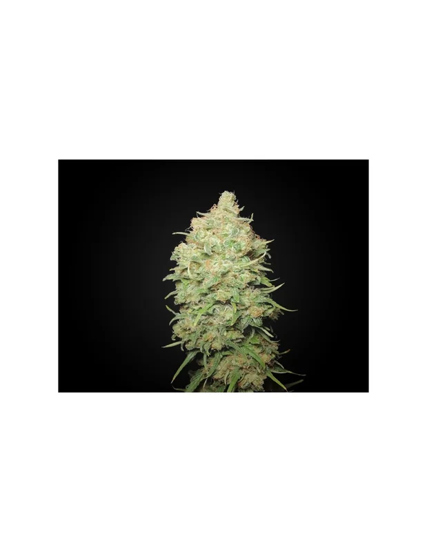 Canadian Sour van Sumo Seeds