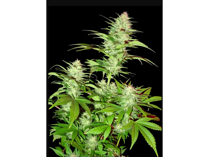 Critical Chronic van Sumo Seeds