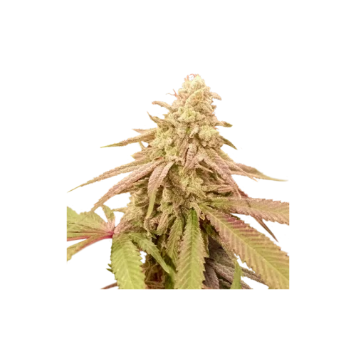 Purple OG Punch van Super Sativa Seed Club