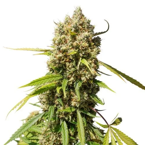 Elephant van Super Sativa Seed Club