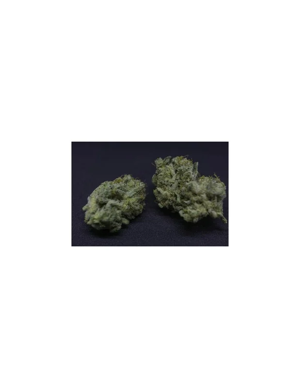 Creamy Kees van Super Sativa Seed Club
