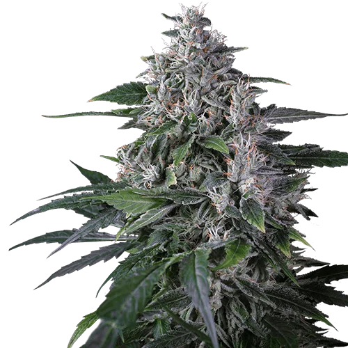 Karels Haze van Super Sativa Seed Club