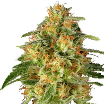 TnT Trichome van Super Sativa Seed Club