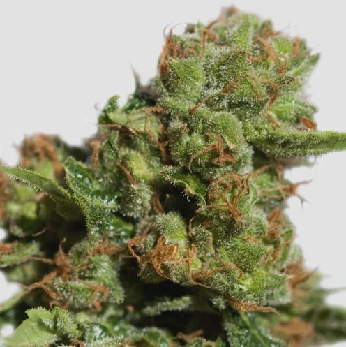 Bruce Lemon Diesel van Super Sativa Seed Club