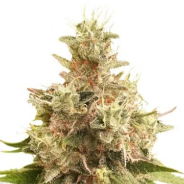 Golden Apple Haze van Super Sativa Seed Club