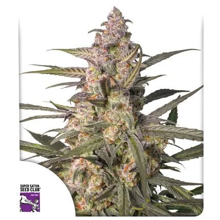 Northern Dragon Fuel van Super Sativa Seed Club