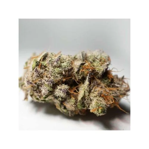 Lava Freeze van Super Sativa Seed Club