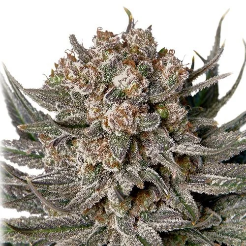Gorilla Super Glue van Super Sativa Seed Club