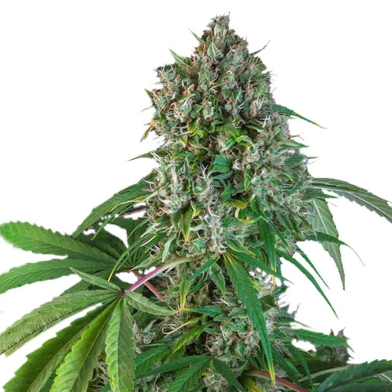 Karel Herer Haze van Super Sativa Seed Club