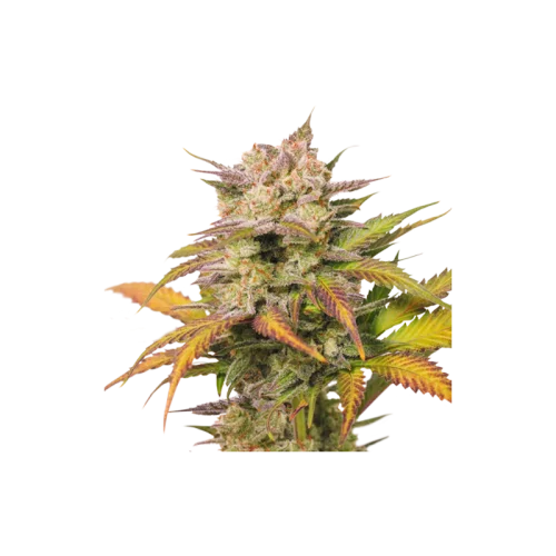 Sweet Bourbon Kush van Super Sativa Seed Club