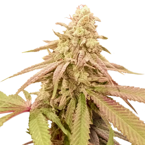 Purple OG Punch van Super Sativa Seed Club
