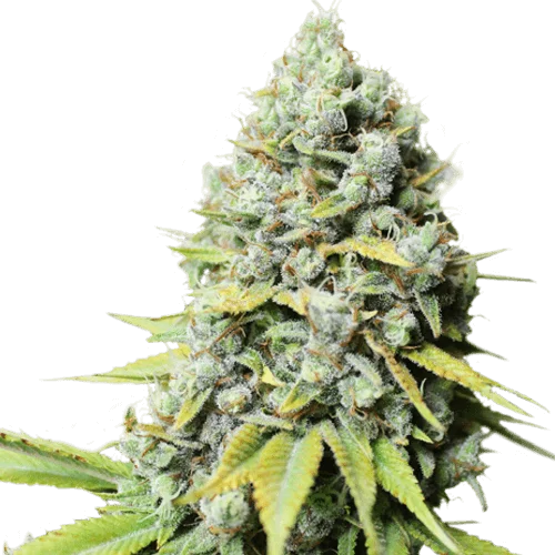 Kosher Haze van Super Sativa Seed Club