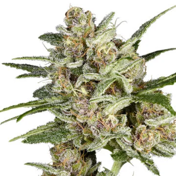 Super Mad Sky Floater van Super Sativa Seed Club