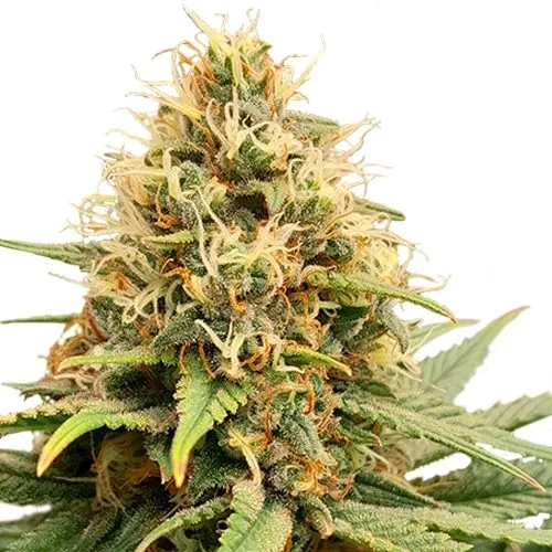 Crystal White Kush van Super Sativa Seed Club