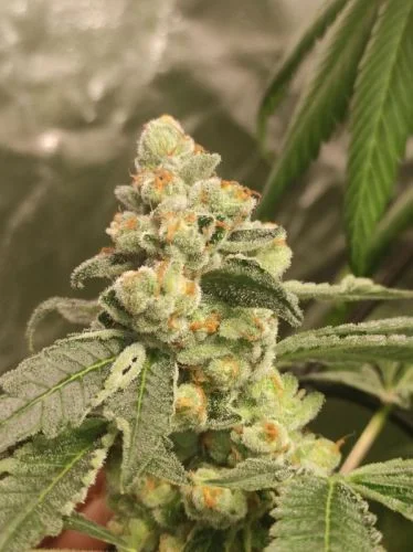 Green Papaya van Super Sativa Seed Club