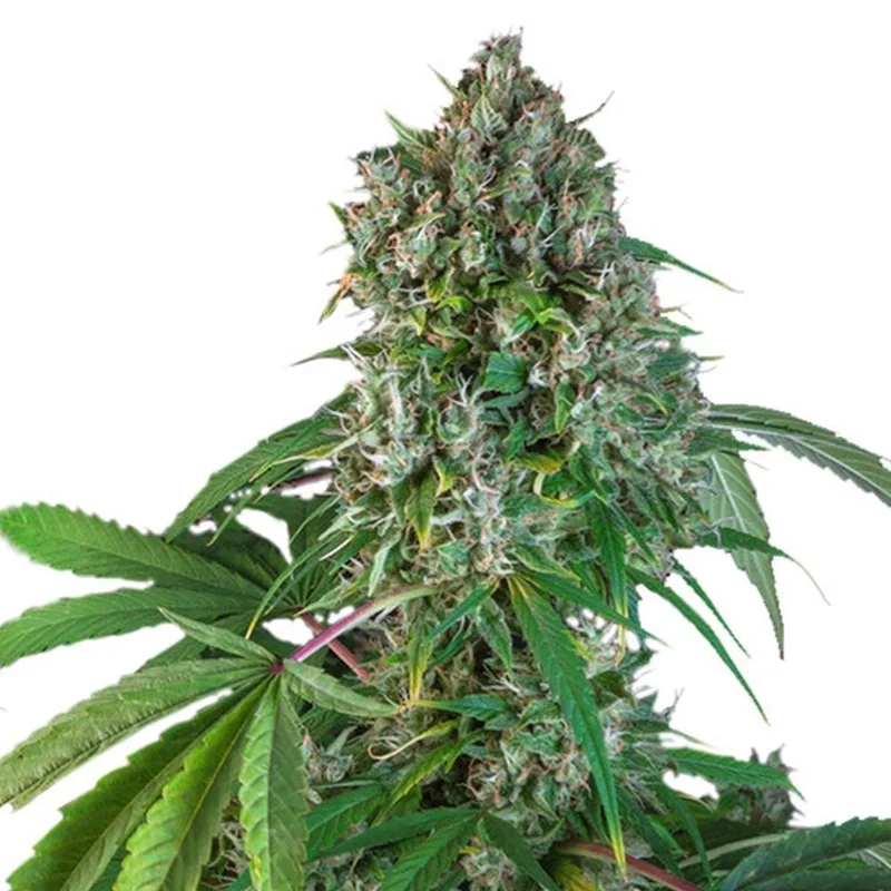 Karel Herer Haze van Super Sativa Seed Club