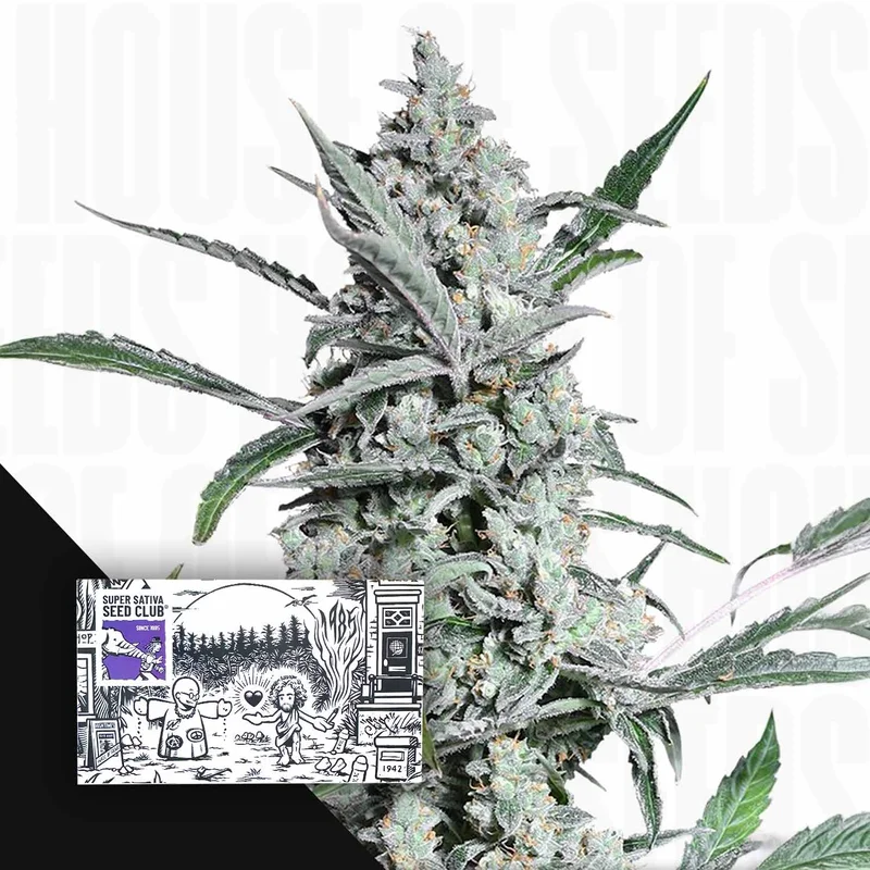 Fat Pete's Cookies van Super Sativa Seed Club