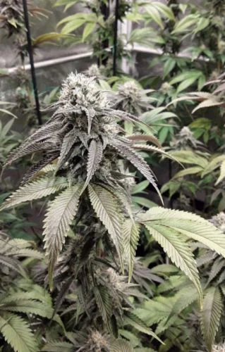 Strawberry Cookies van Super Sativa Seed Club