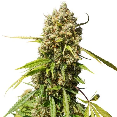 Elephant van Super Sativa Seed Club