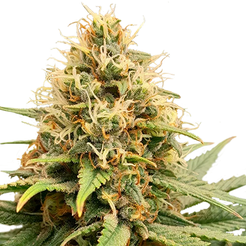 Crystal White Kush van Super Sativa Seed Club