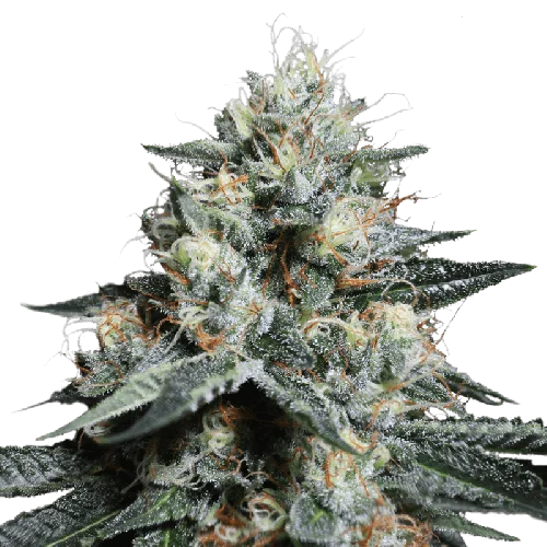 Lava Freeze van Super Sativa Seed Club