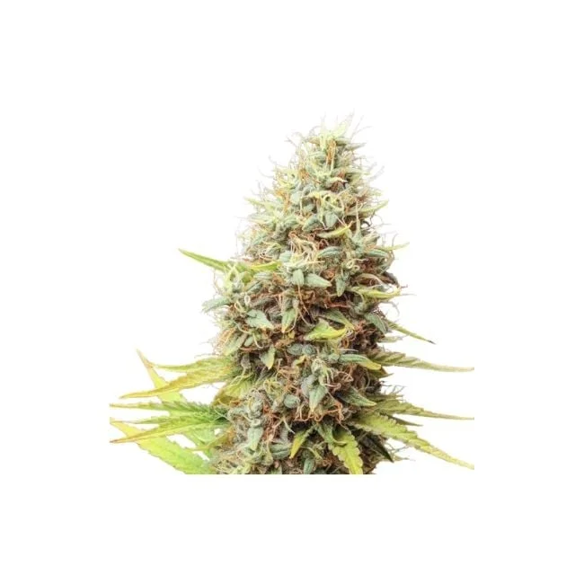 Sour Tangie Dawg van Super Sativa Seed Club