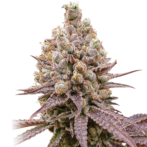 Purple OG Punch van Super Sativa Seed Club