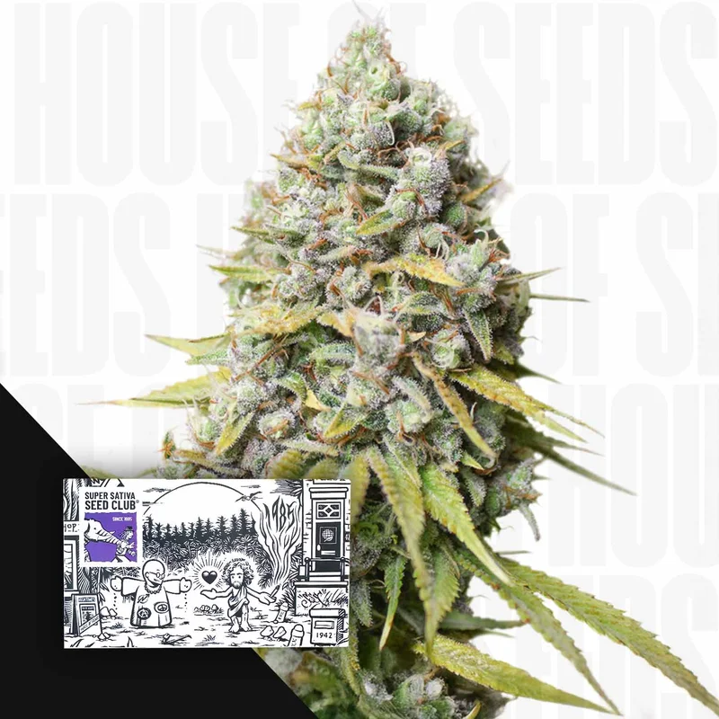Kosher Haze van Super Sativa Seed Club