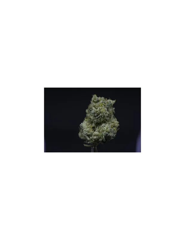 Creamy Kees van Super Sativa Seed Club