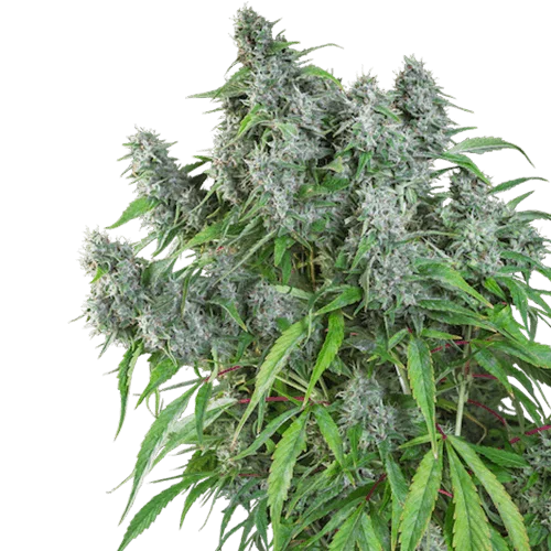 Frosty Friday van Super Sativa Seed Club