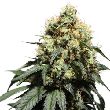 Bruce Lemon Diesel van Super Sativa Seed Club