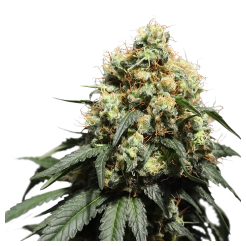 Bruce Lemon Diesel van Super Sativa Seed Club