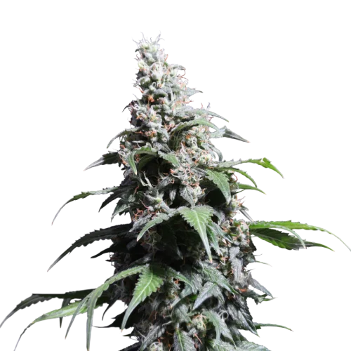Pineapple Poison van Super Sativa Seed Club